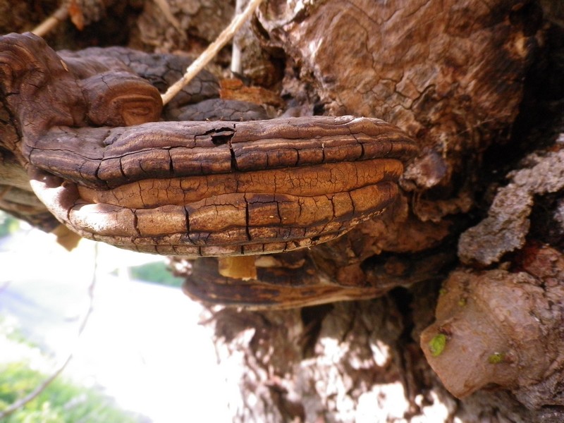 Ganoderma appl.